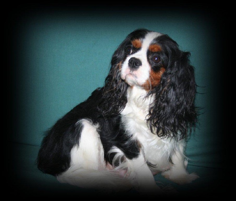 Daisy des Amis d'Océane et Orlane