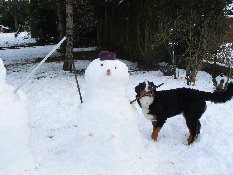chiots de caline 