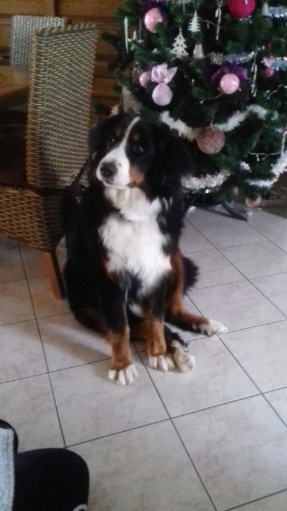 chiots de Jazzy et Oréo 2019, merci à leurs proprietaires