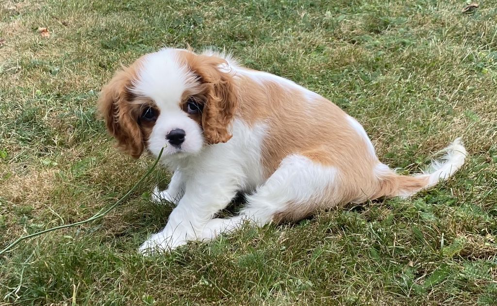 de la Tour d'Alicélia - Chiots disponibles - Cavalier King Charles Spaniel