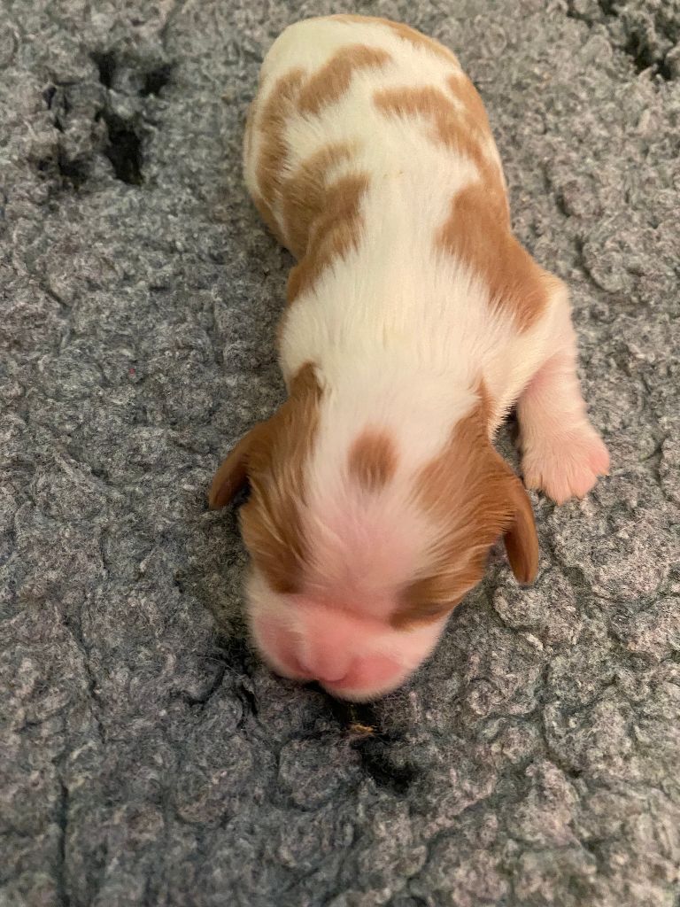 de la Tour d'Alicélia - Cavalier King Charles Spaniel - Portée née le 05/11/2024