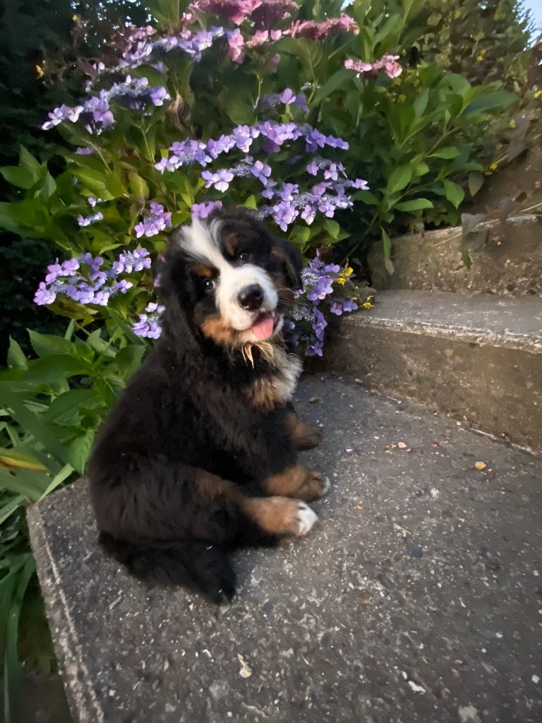 de la Tour d'Alicélia - Chiots disponibles - Bouvier Bernois