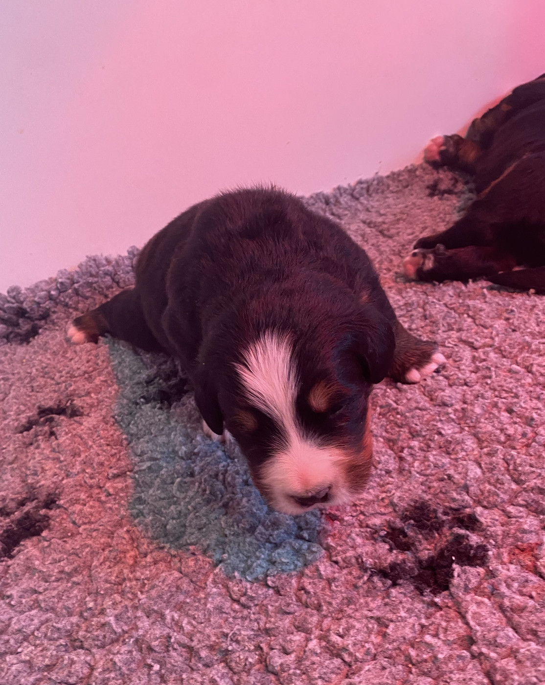 de la Tour d'Alicélia - Chiots disponibles - Bouvier Bernois