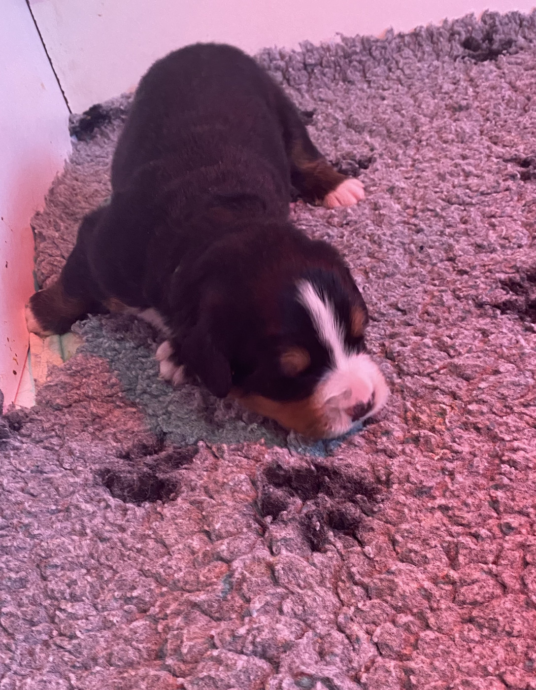 de la Tour d'Alicélia - Chiots disponibles - Bouvier Bernois