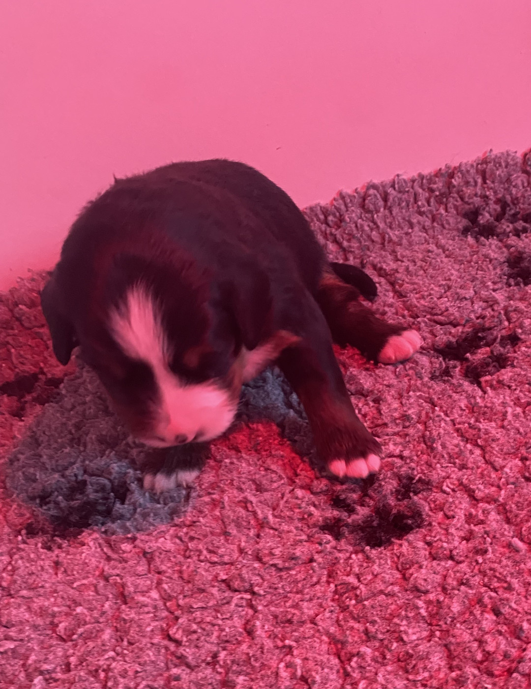 de la Tour d'Alicélia - Chiots disponibles - Bouvier Bernois