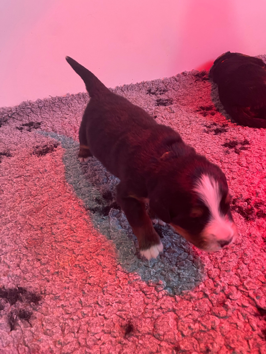 de la Tour d'Alicélia - Chiots disponibles - Bouvier Bernois