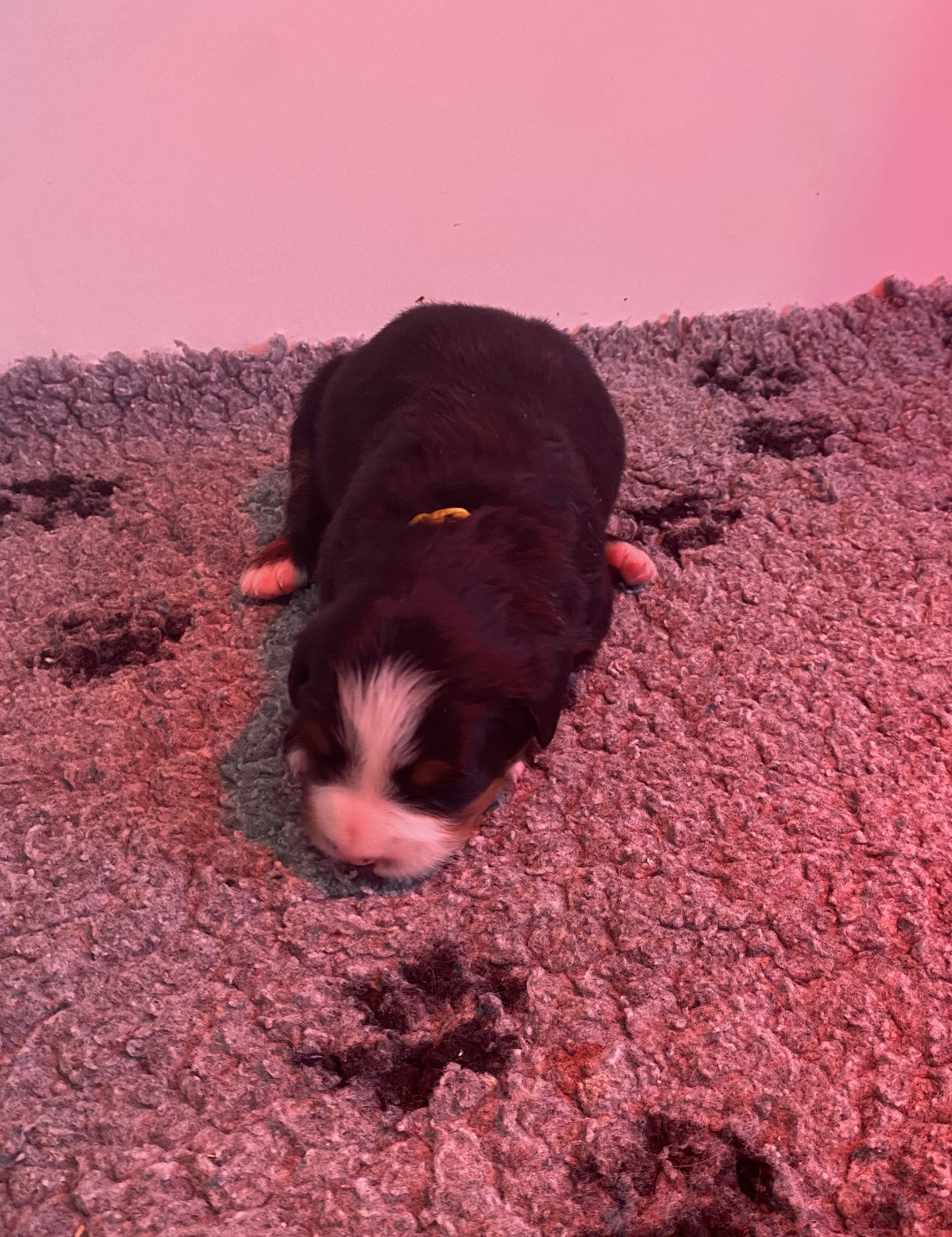 de la Tour d'Alicélia - Chiots disponibles - Bouvier Bernois