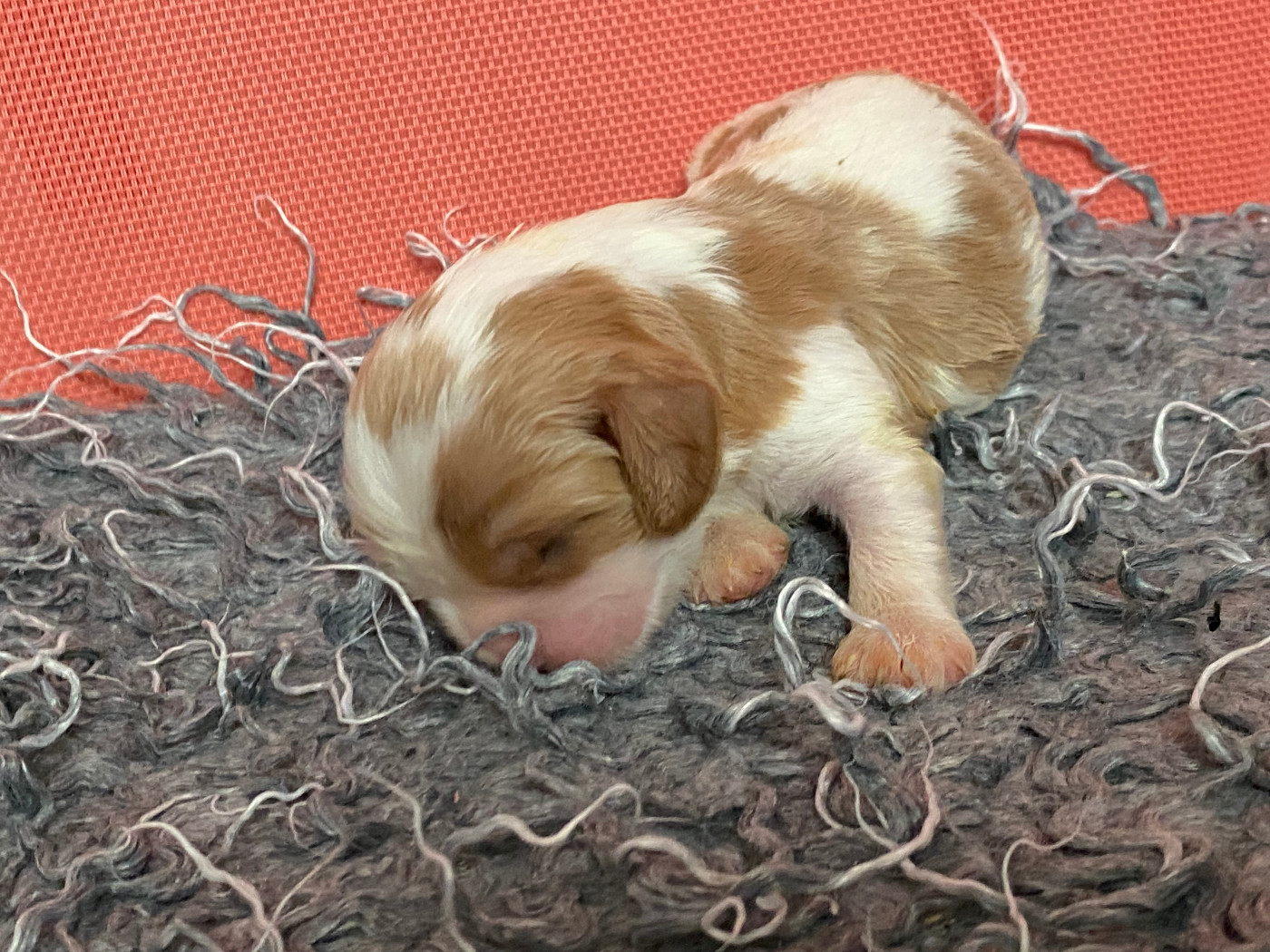 de la Tour d'Alicélia - Chiots disponibles - Cavalier King Charles Spaniel