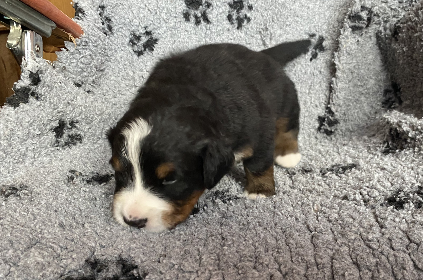 de la Tour d'Alicélia - Chiots disponibles - Bouvier Bernois