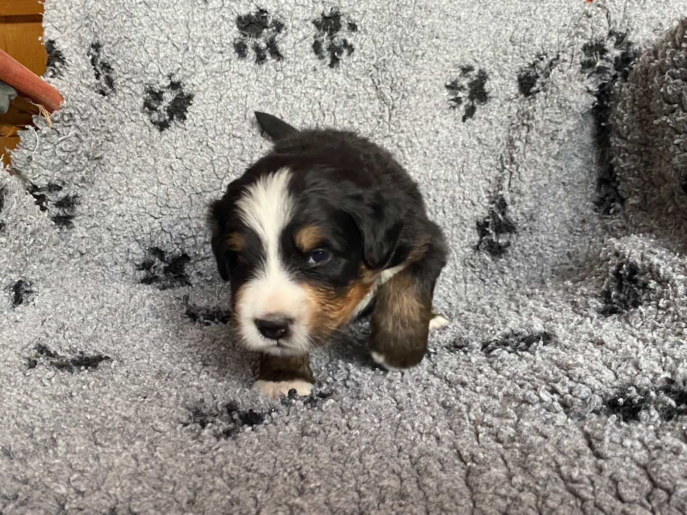 de la Tour d'Alicélia - Chiots disponibles - Bouvier Bernois