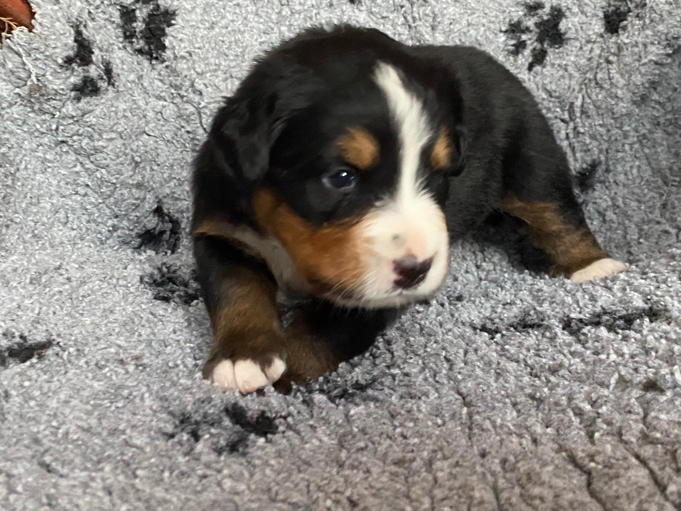 de la Tour d'Alicélia - Chiots disponibles - Bouvier Bernois