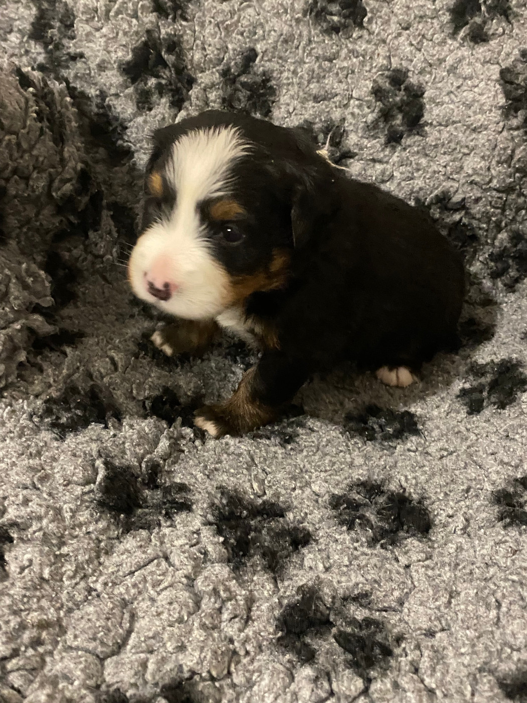 de la Tour d'Alicélia - Chiots disponibles - Bouvier Bernois