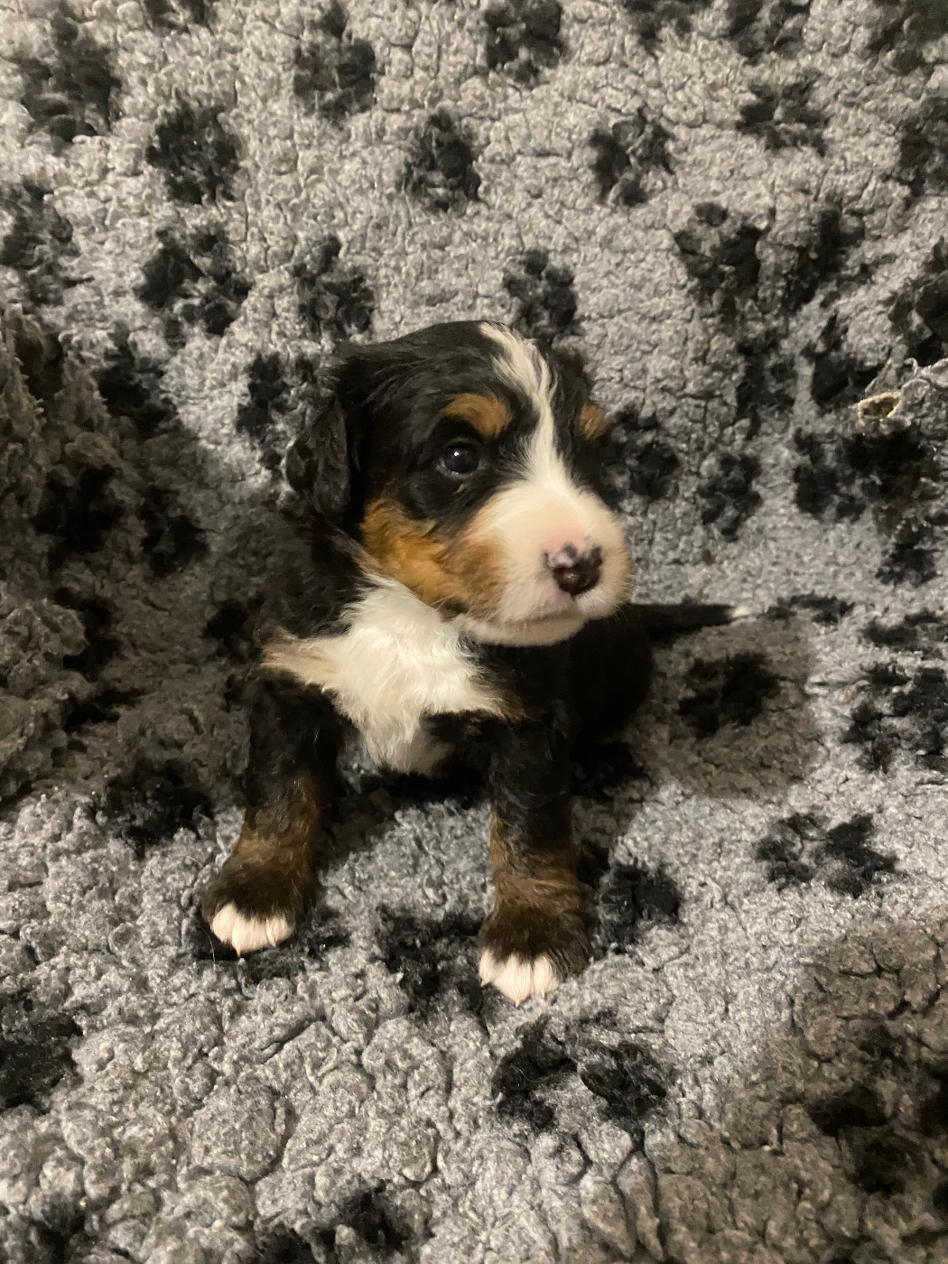 de la Tour d'Alicélia - Chiots disponibles - Bouvier Bernois