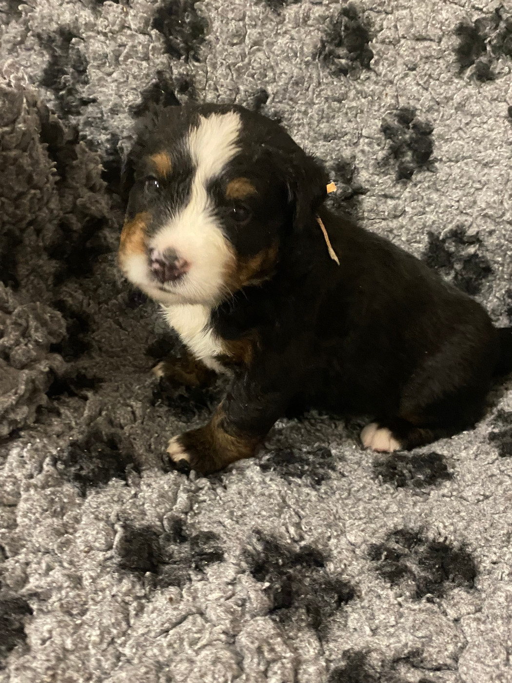 de la Tour d'Alicélia - Chiots disponibles - Bouvier Bernois