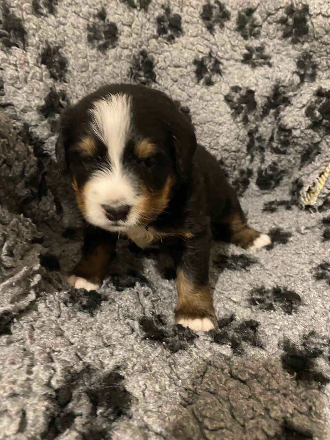 de la Tour d'Alicélia - Chiots disponibles - Bouvier Bernois