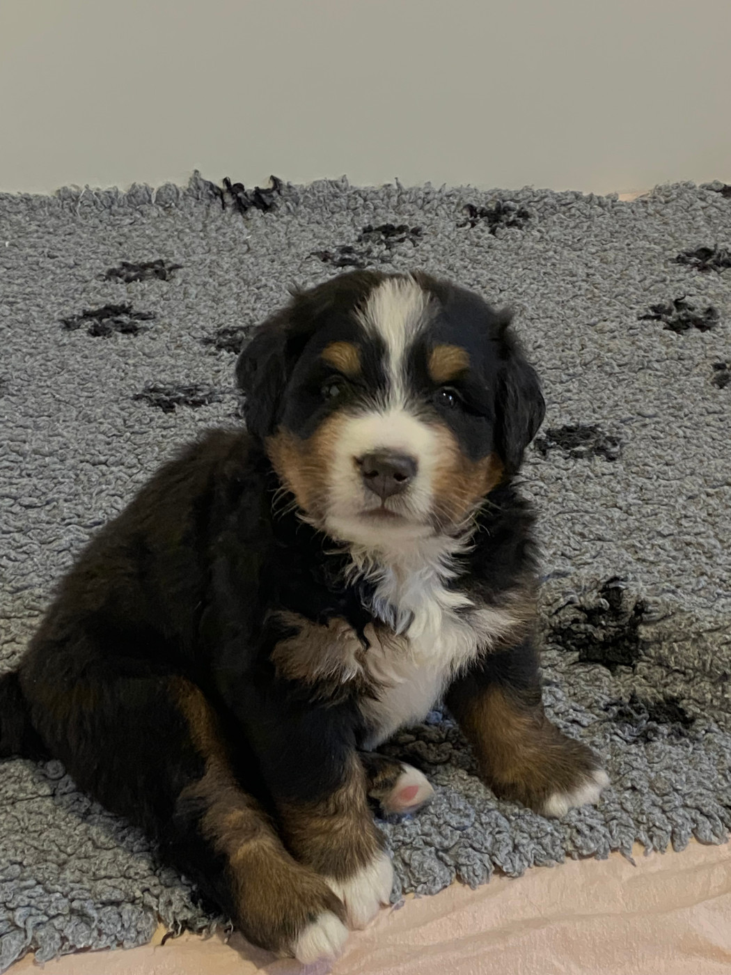 de la Tour d'Alicélia - Chiots disponibles - Bouvier Bernois