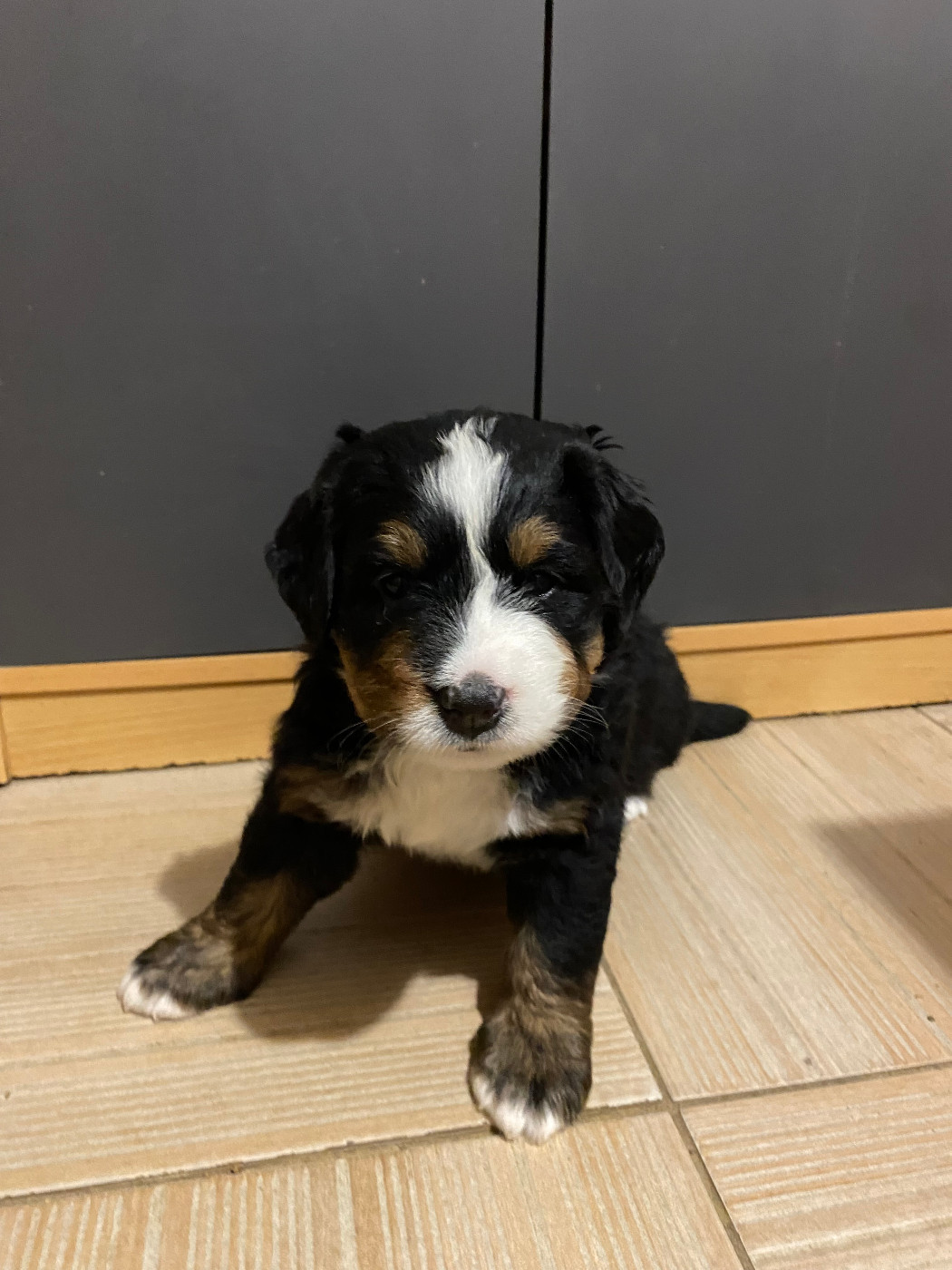 de la Tour d'Alicélia - Chiots disponibles - Bouvier Bernois