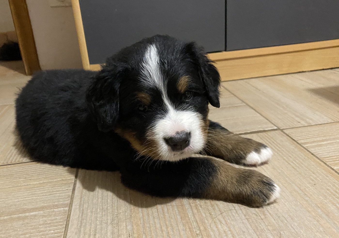 de la Tour d'Alicélia - Chiots disponibles - Bouvier Bernois