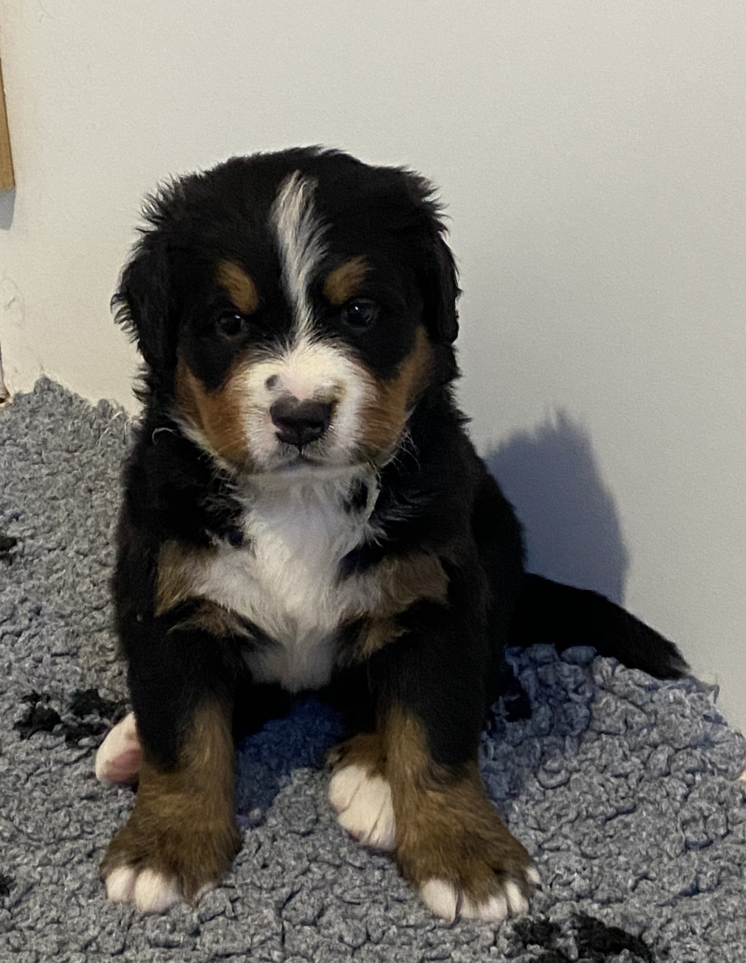 de la Tour d'Alicélia - Chiots disponibles - Bouvier Bernois