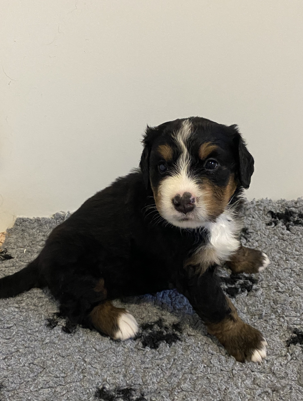 de la Tour d'Alicélia - Chiots disponibles - Bouvier Bernois