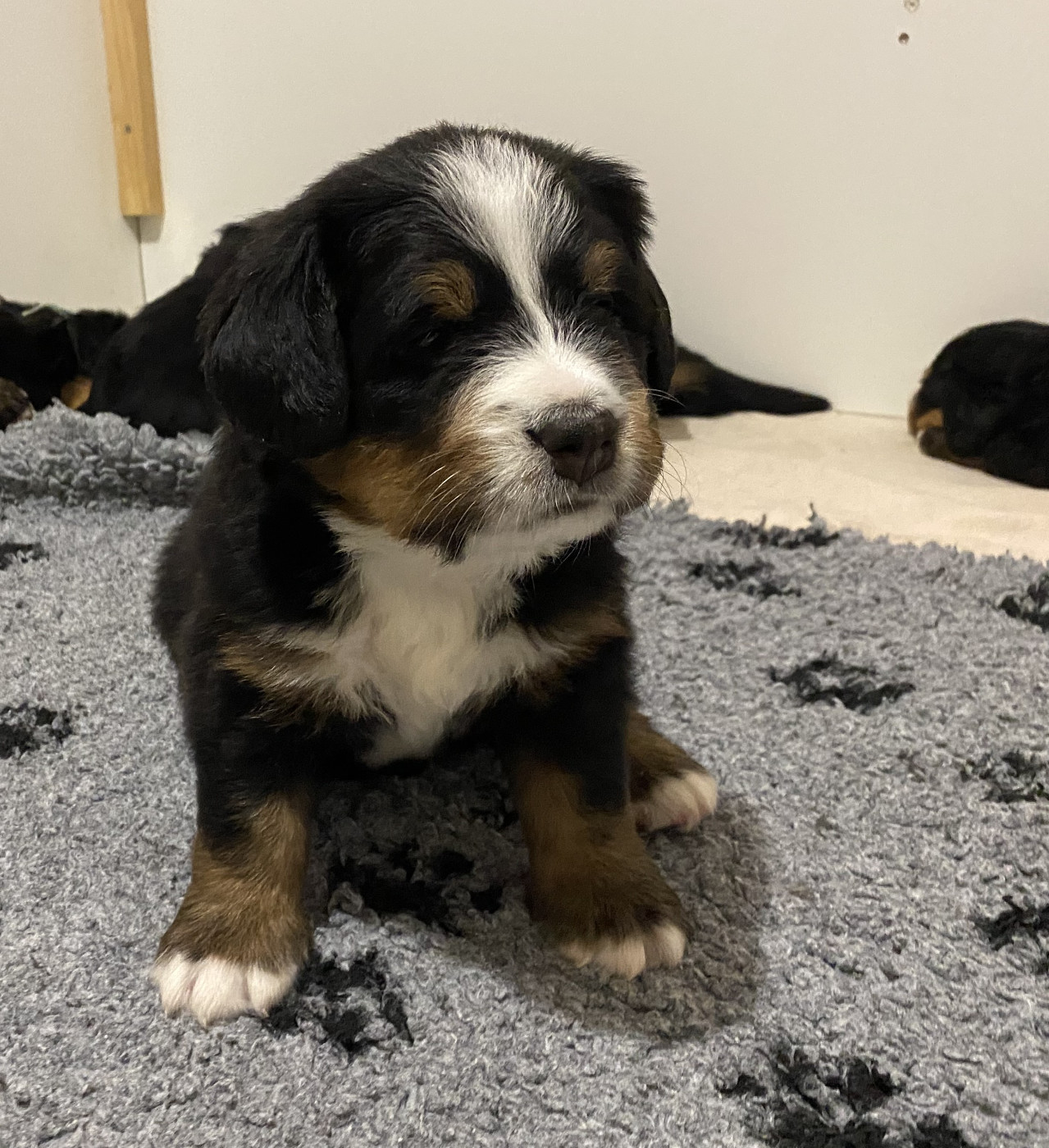 de la Tour d'Alicélia - Chiots disponibles - Bouvier Bernois