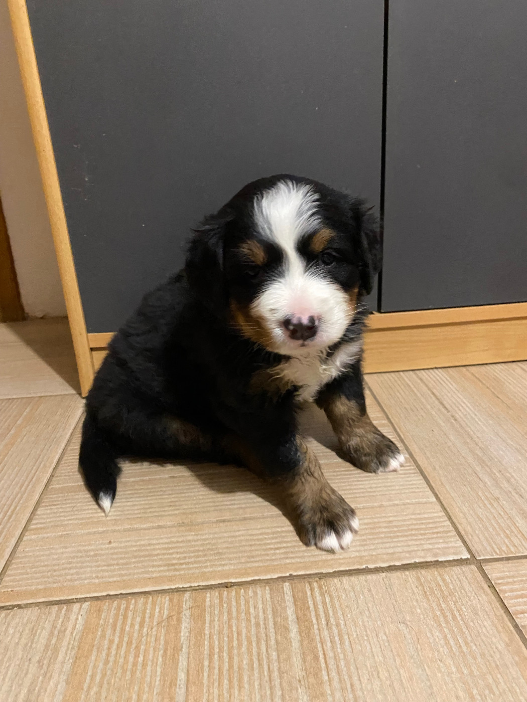 de la Tour d'Alicélia - Chiots disponibles - Bouvier Bernois