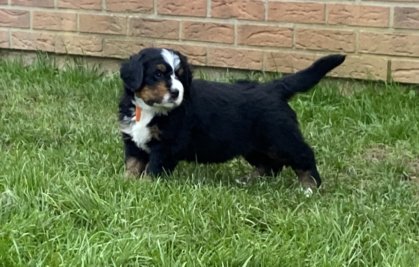 de la Tour d'Alicélia - Chiots disponibles - Bouvier Bernois