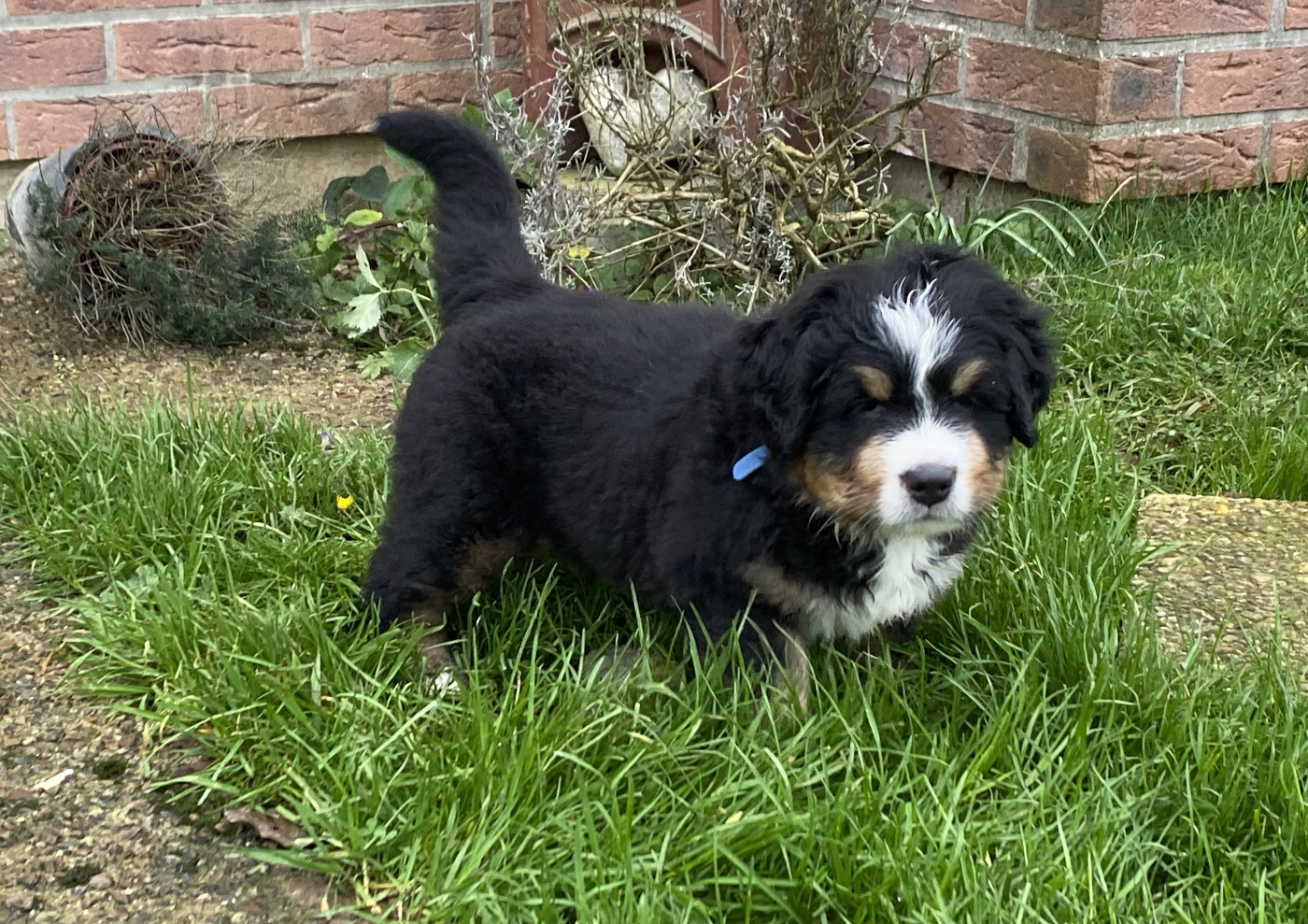 de la Tour d'Alicélia - Chiots disponibles - Bouvier Bernois