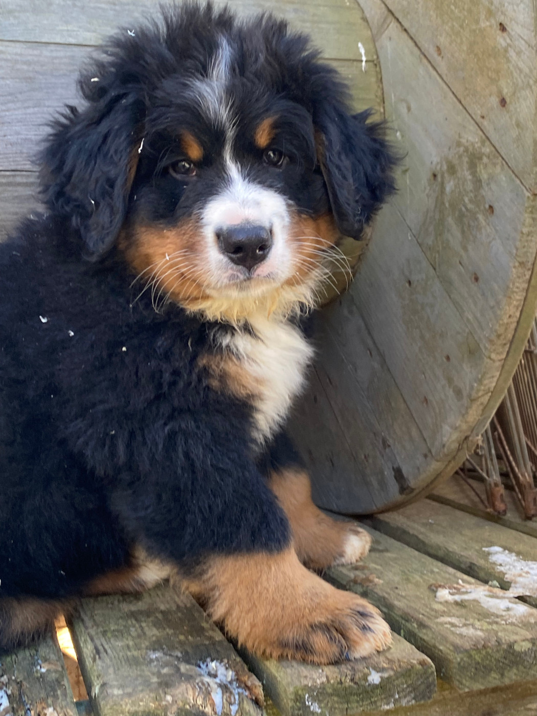 de la Tour d'Alicélia - Bouvier Bernois - Portée née le 11/11/2025