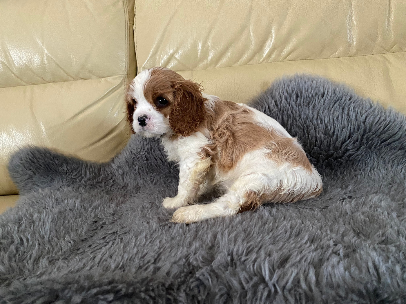 de la Tour d'Alicélia - Chiots disponibles - Cavalier King Charles Spaniel