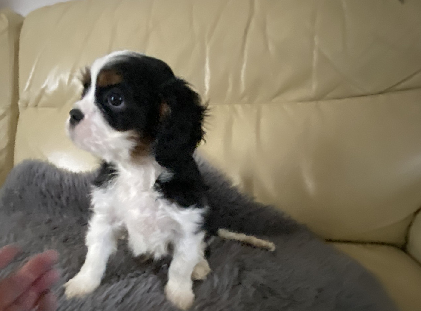 de la Tour d'Alicélia - Chiots disponibles - Cavalier King Charles Spaniel