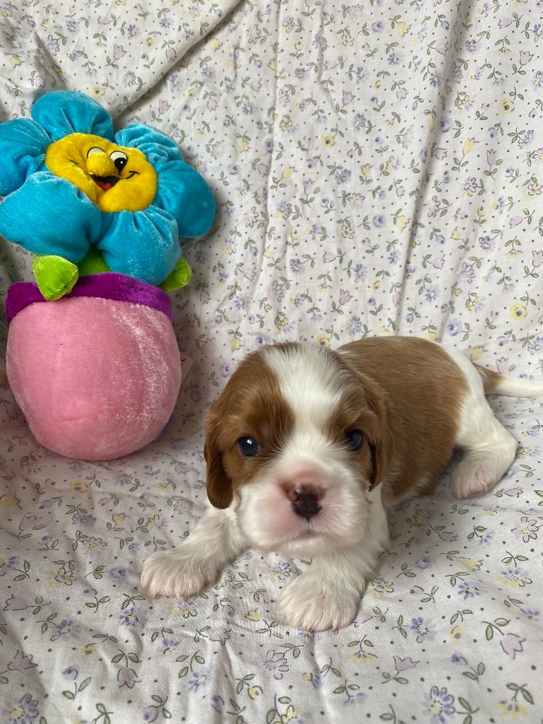 de la Tour d'Alicélia - Chiots disponibles - Cavalier King Charles Spaniel