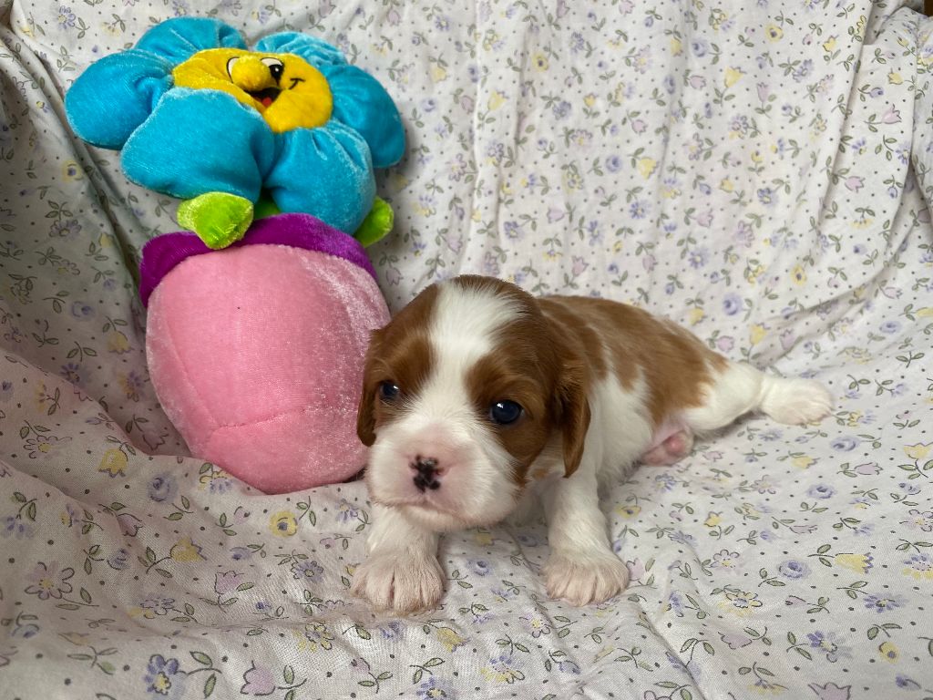 de la Tour d'Alicélia - Chiots disponibles - Cavalier King Charles Spaniel