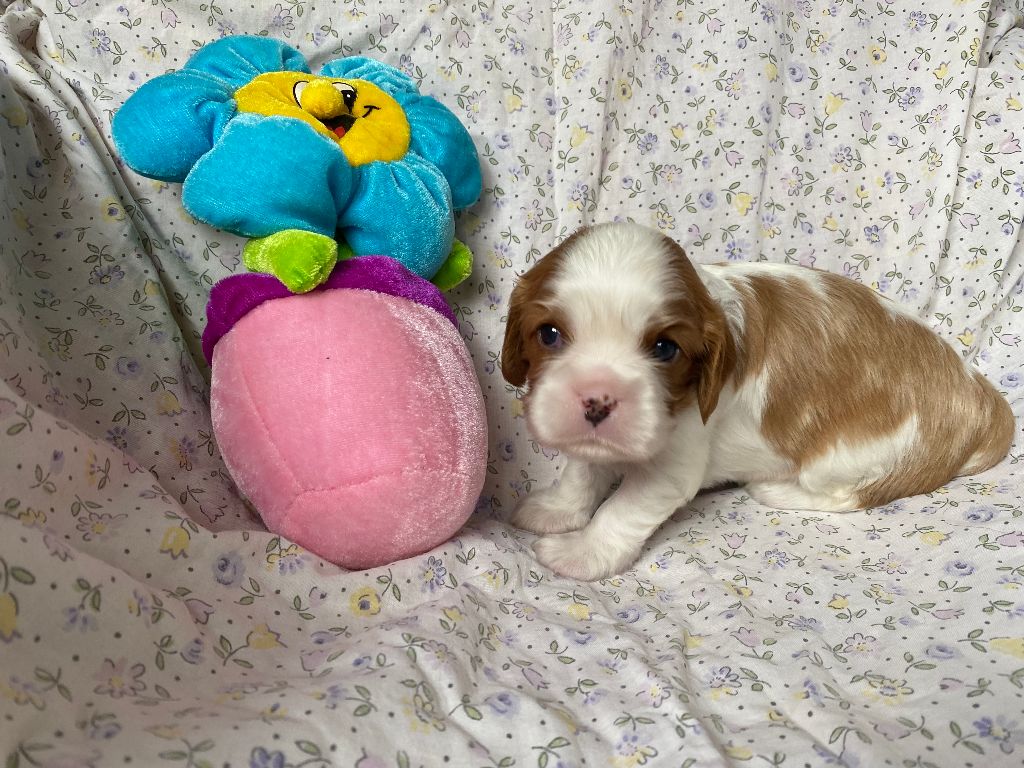 de la Tour d'Alicélia - Chiots disponibles - Cavalier King Charles Spaniel