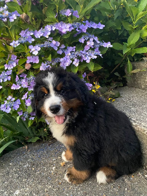 CHIOT 