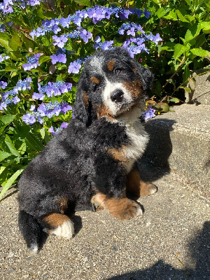 CHIOT