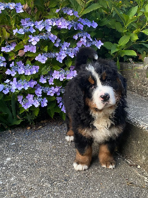 CHIOT collier bleu