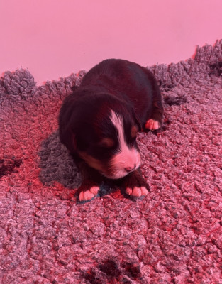 femelle collier rouge