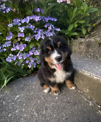 CHIOT