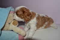 CHIOT blenheim