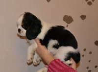 CHIOT tricolore