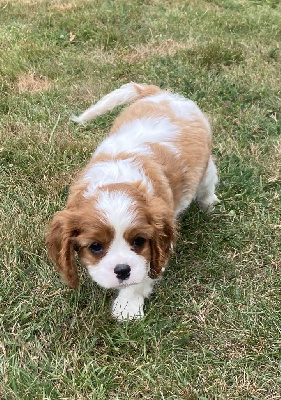 CHIOT
