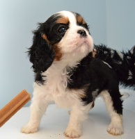 CHIOT tricolore