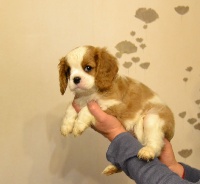 CHIOT blenheim