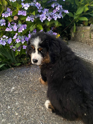 CHIOT