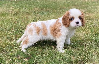 CHIOT