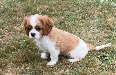 CHIOT