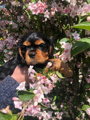 CHIOT Noir/Feu