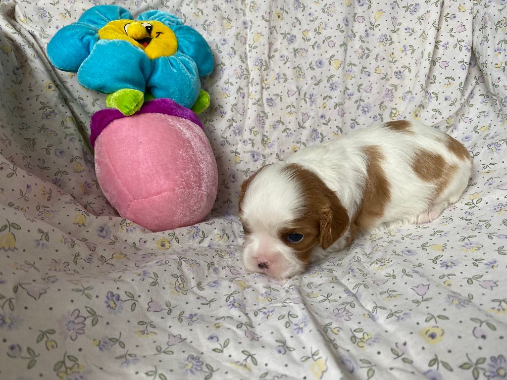 de la Tour d'Alicélia - Chiots disponibles - Cavalier King Charles Spaniel