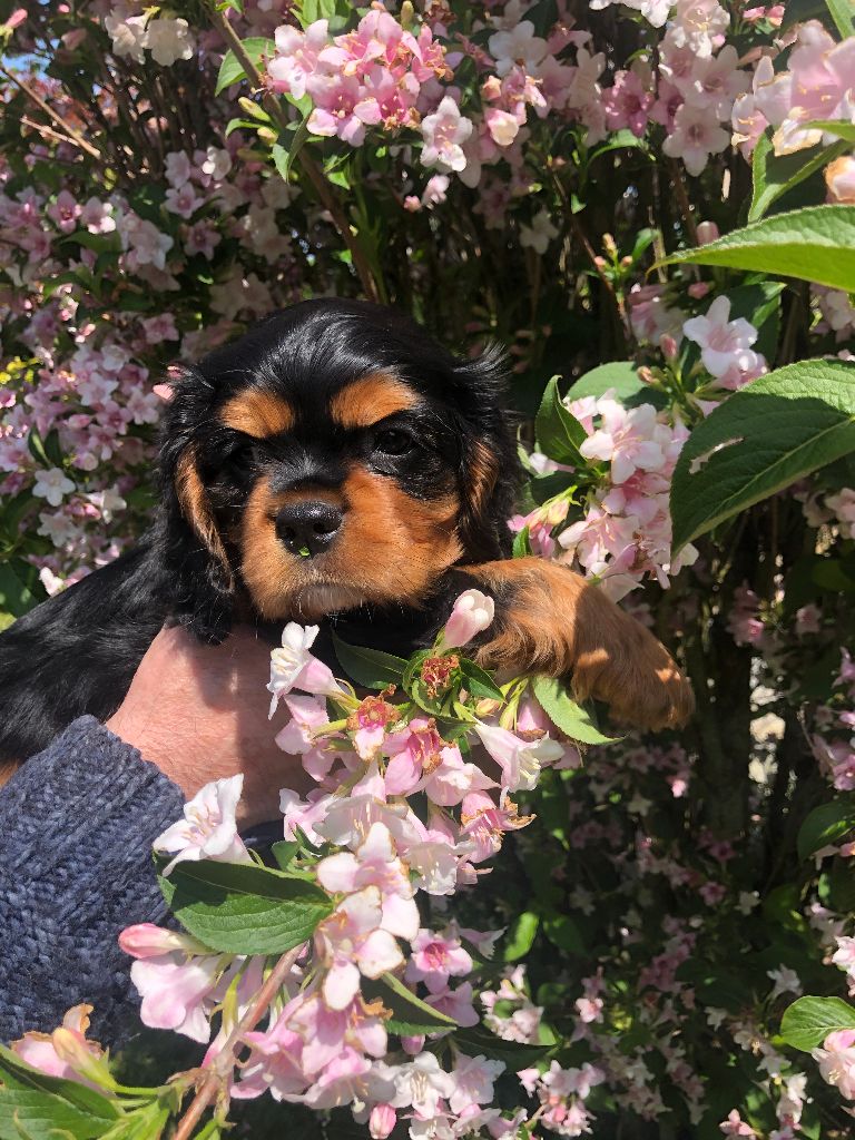de la Tour d'Alicélia - Cavalier King Charles Spaniel - Portée née le 23/03/2023